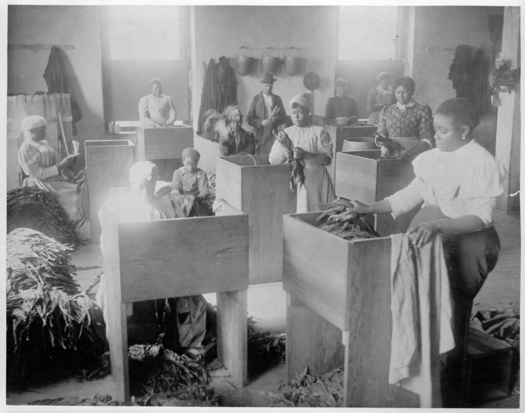 African American tobacco stemmers, mostly women, sit at individual stations stemming tobacco. Richmond labor history